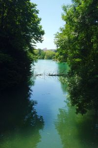 Reflection of trees in river