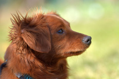 Close-up of dog looking away