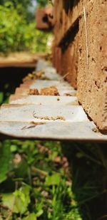 Close-up of bread on wood