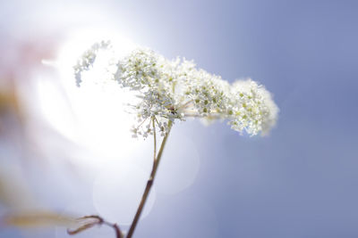 Close-up of white flowering plant against sky