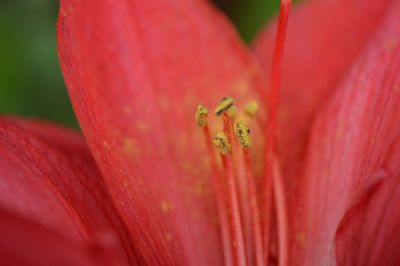 Close-up of red flower blooming outdoors