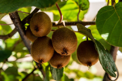 Close-up of fruits on tree