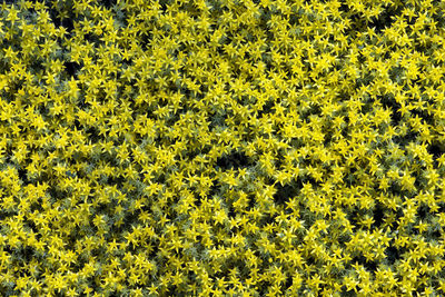 High angle view of yellow flower tree