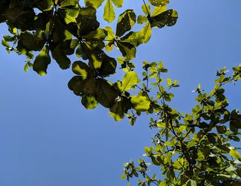 Low angle view of tree against sky