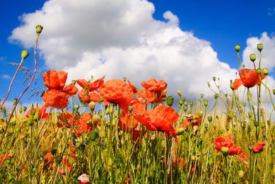 Close-up of red poppy flowers growing on field against sky