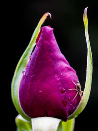 Close-up of pink rose flower