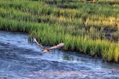 Bird flying over lake