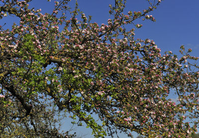 Low angle view of trees against blue sky