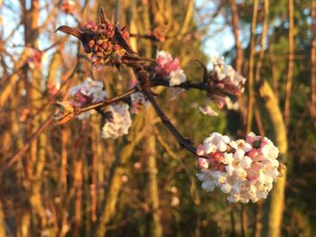 Close-up of flowers growing on tree