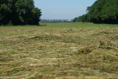 Surface level of land against clear sky