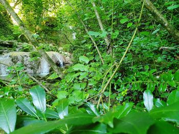 Plants growing in a forest