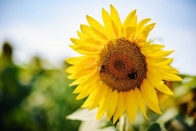Close-up of bee on sunflower against sky