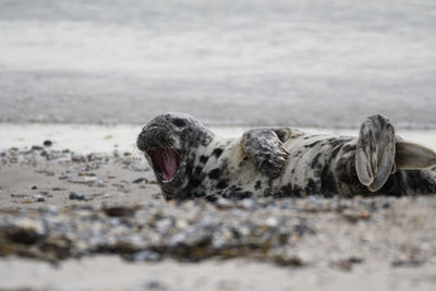 View of an animal on beach