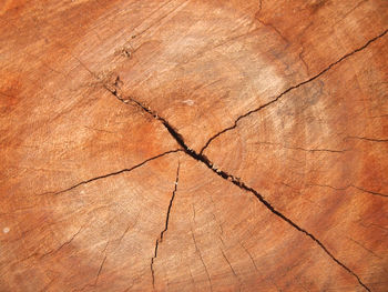 Full frame shot of weathered tree