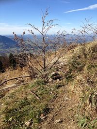 Plants growing on land against sky