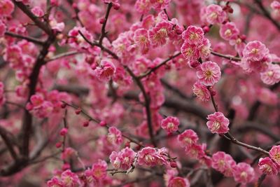 Close-up of pink cherry blossoms in spring