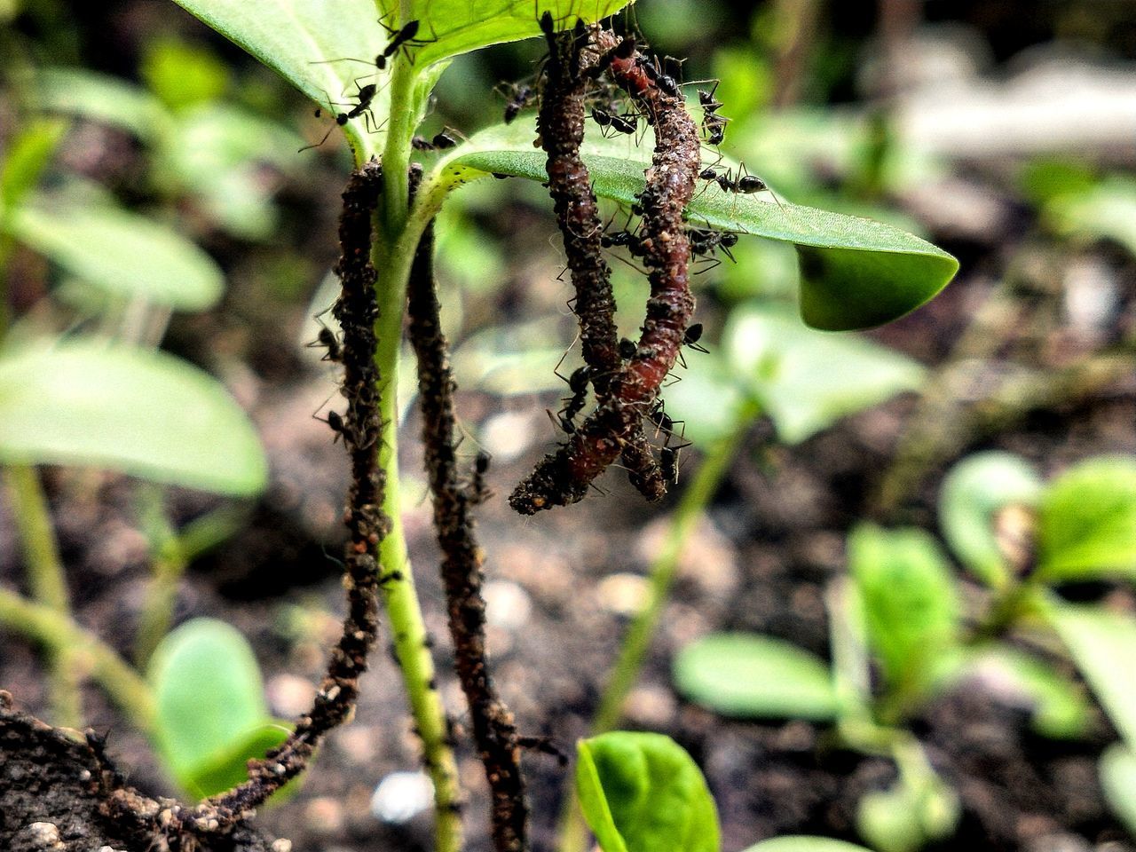 CLOSE-UP OF FLOWER GROWING ON PLANT