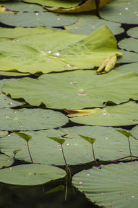 Water lily in lake