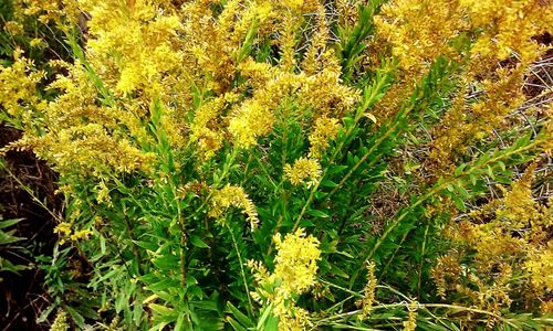 Plants growing on field