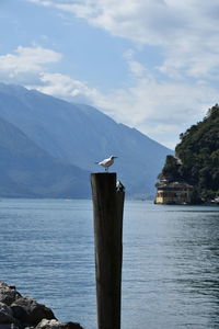 Bird perching on wooden post by sea against sky