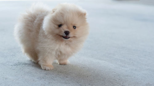 Portrait of white puppy on the road