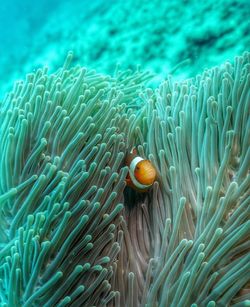 Clown fish hiding amidst sea anemone in sea