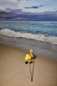 Flower on fire at miami beach