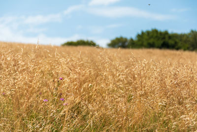 Crops growing on field against sky