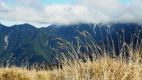 Plants growing on field against sky