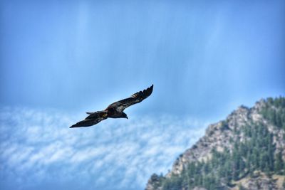 Low angle view of eagle flying