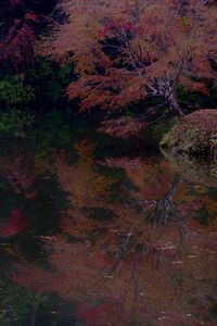 Trees growing in forest during autumn