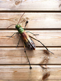 High angle view of grasshopper on wooden table