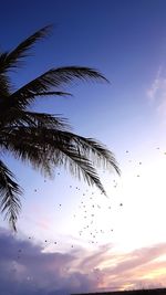 Low angle view of silhouette palm tree against sky at sunset