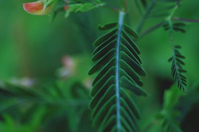 Close-up of pine tree