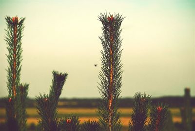 Plants growing on field against sky