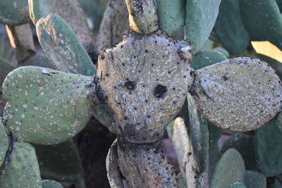 Close-up of prickly pear cactus