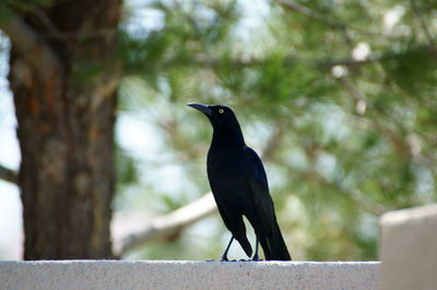 Bird perching on tree trunk