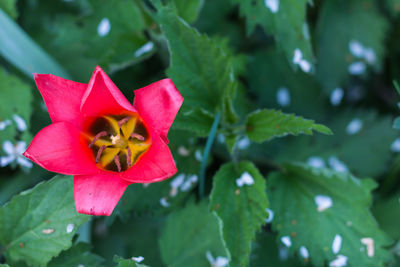 Close-up of red flower blooming outdoors