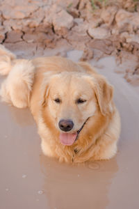 Portrait of golden retriever