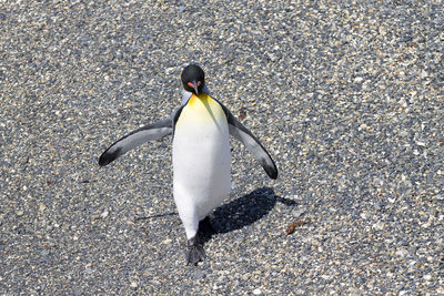 High angle view of bird on beach