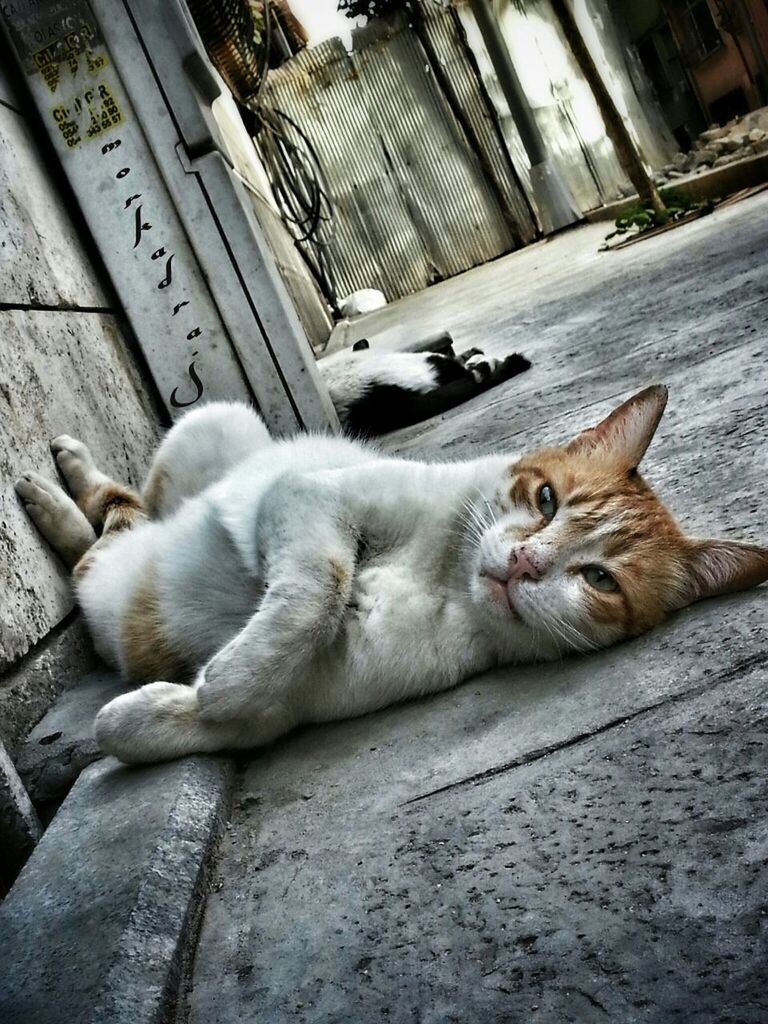 domestic cat, animal themes, mammal, cat, pets, domestic animals, one animal, feline, relaxation, whisker, architecture, building exterior, street, built structure, lying down, resting, sitting, stray animal, day, outdoors