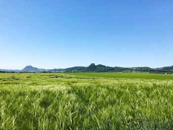 Scenic view of field against clear blue sky