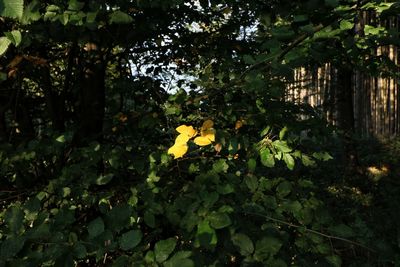 Close-up of yellow leaves on tree