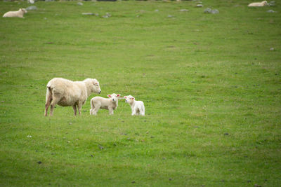 Sheep grazing in a field