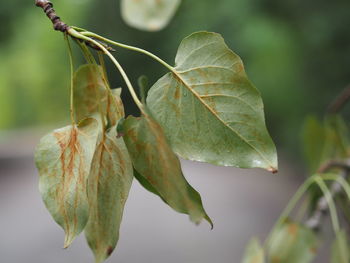 Close-up of fresh green leaves
