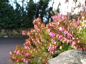 Close-up of fresh pink flowers blooming in garden