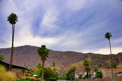 palm tree