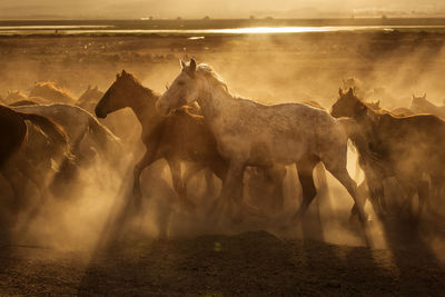 View of animals on field during sunset