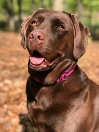 Close-up of dog looking up outdoors