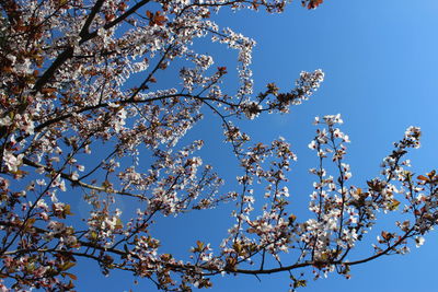 Low angle view of cherry blossom against blue sky